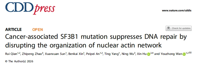 SF3B1突变通过circATP9B瓦解核肌动蛋白抑制DNA修复机制