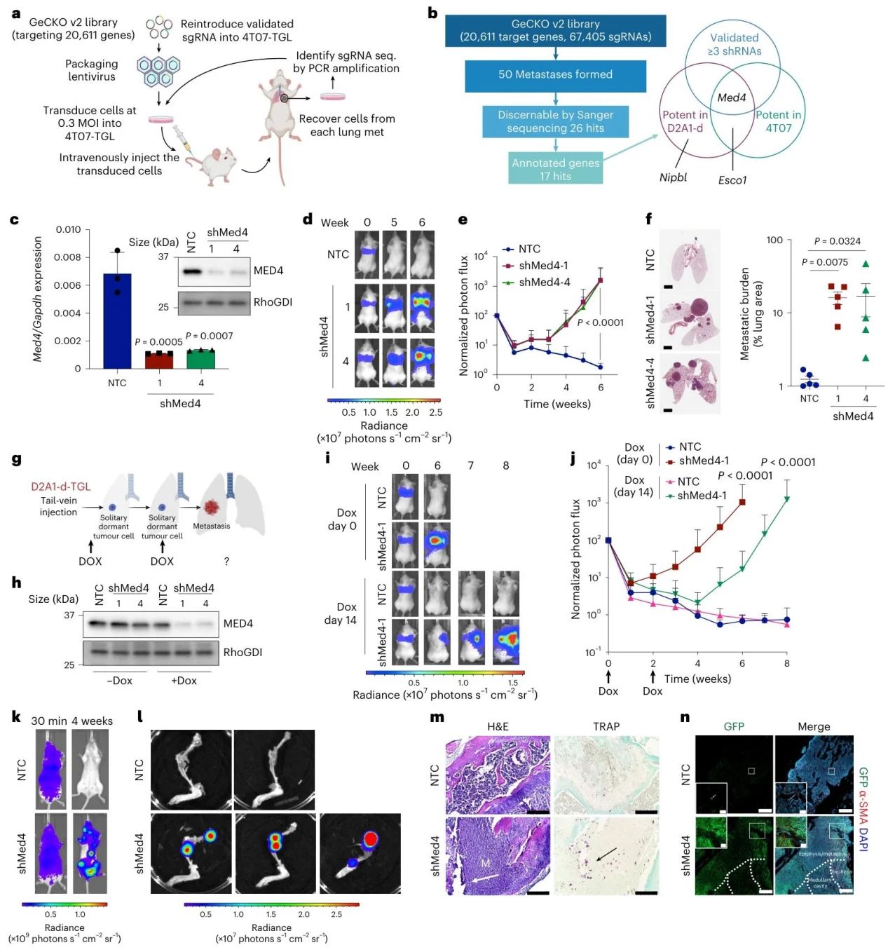 图1.通过CRISPR-Cas9正向遗传筛选技术，确定MED4是转移再激活过程中的关键调控因子