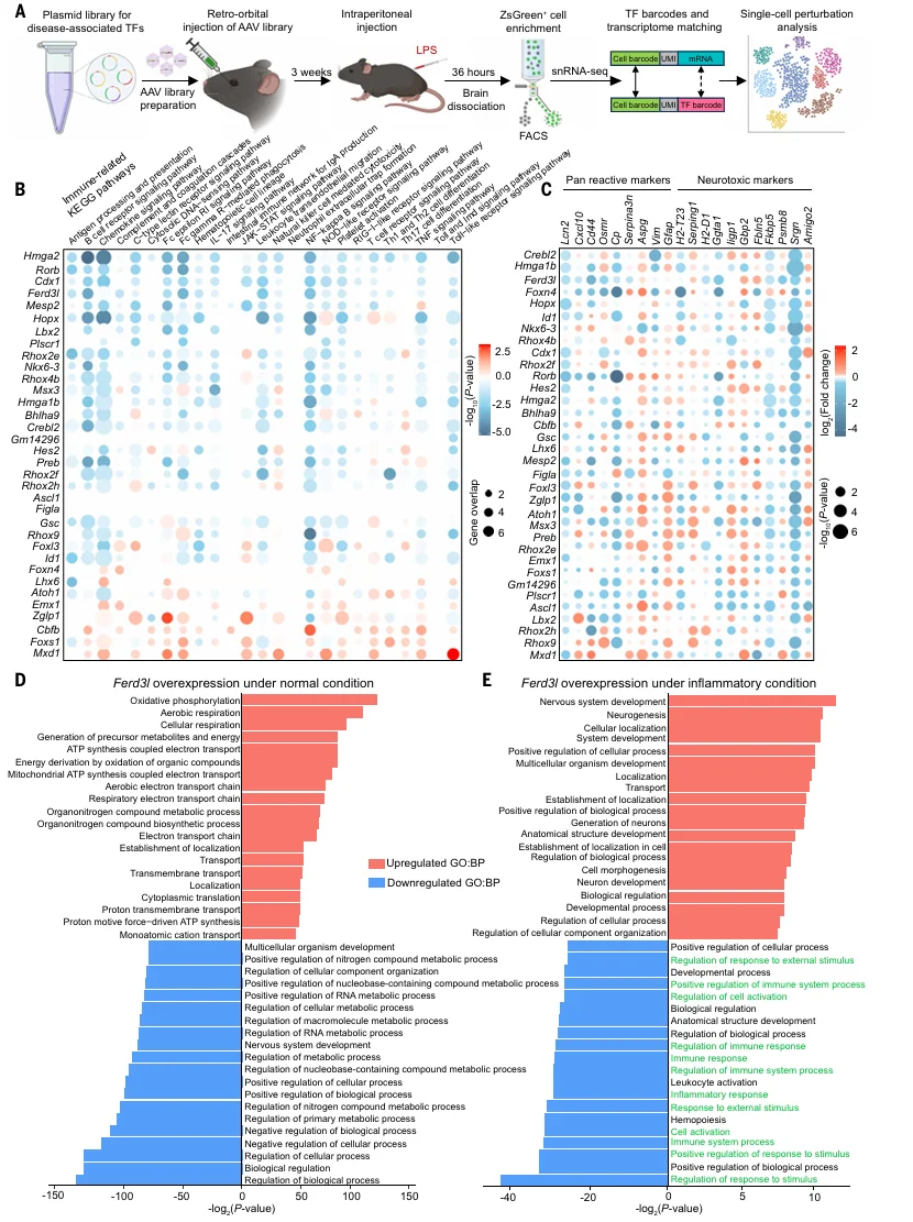 图5. 在炎症条件下使用 iGOF–Perturb-seq 筛选治疗相关的 TFs