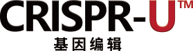 基因敲除细胞系