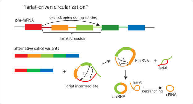 RNA结合蛋白驱动环化图