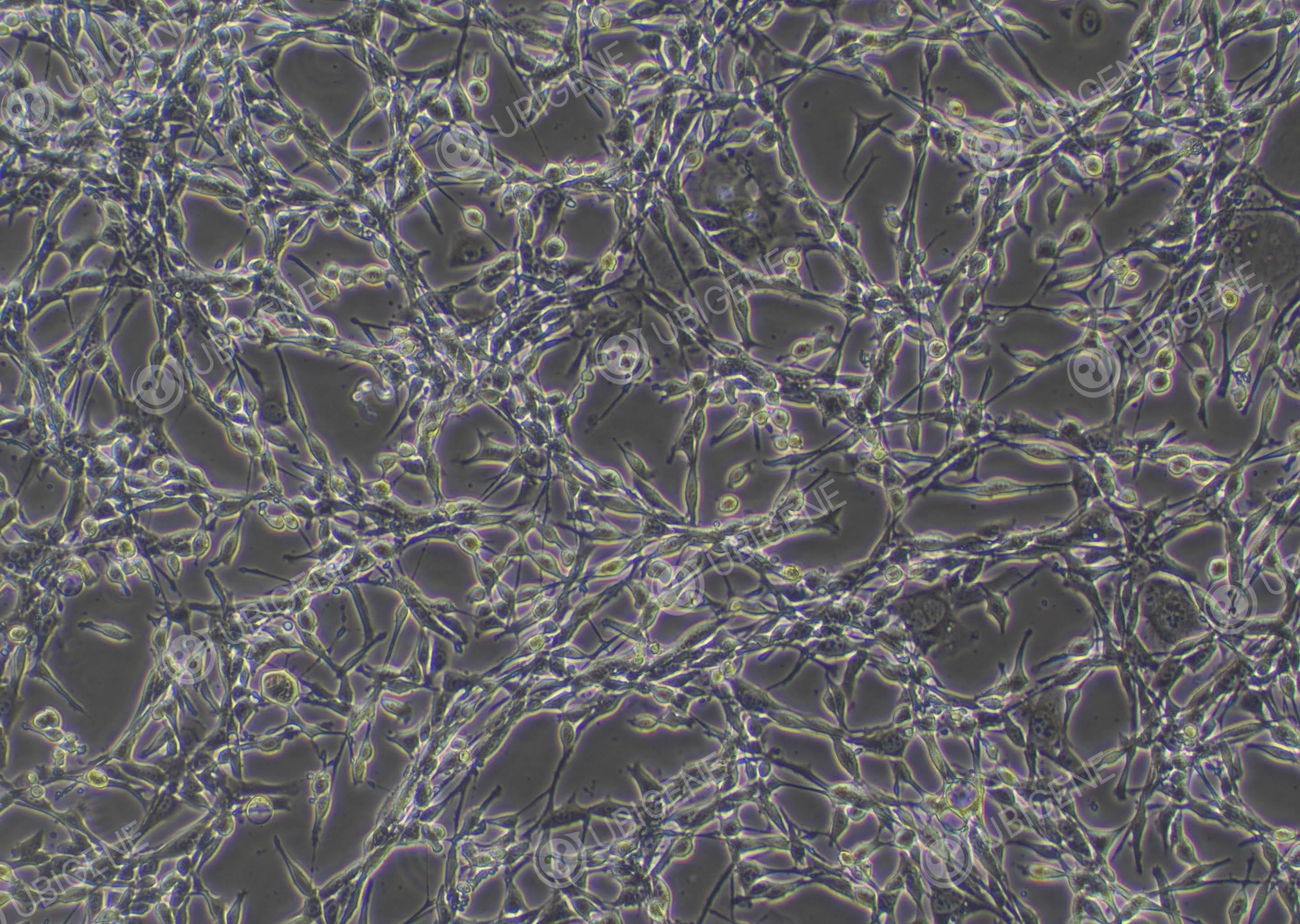 小鼠结肠癌细胞(CT26.WT-CAS9)-CT26.WT
