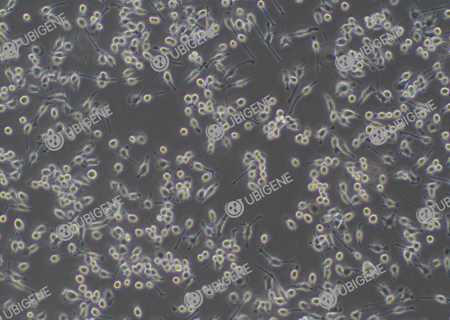 小鼠小胶质细胞(BV2)细胞形态培养图