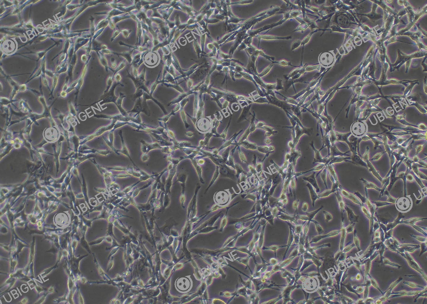 小鼠结肠癌细胞(CT26.WT)细胞形态培养图