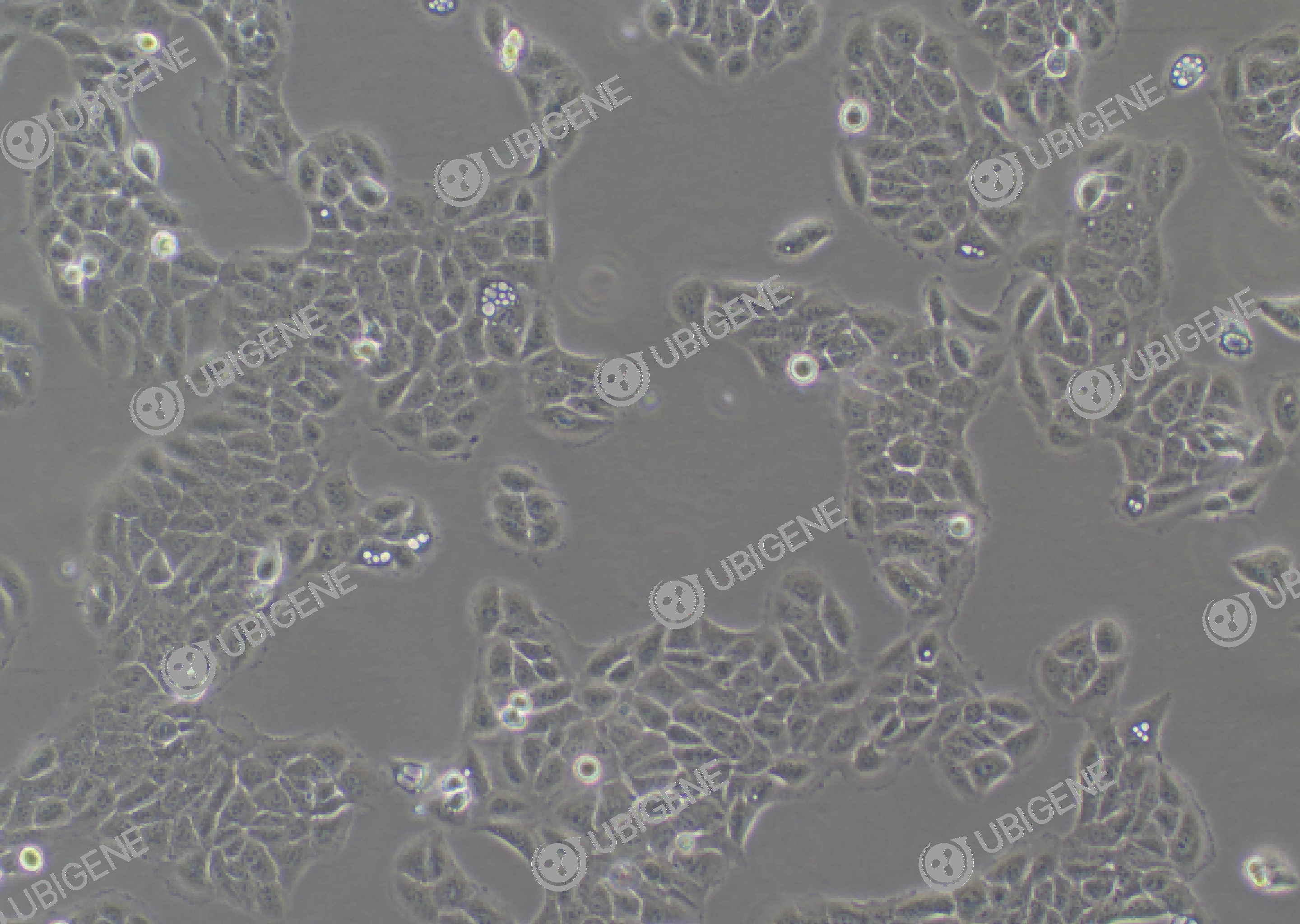 人永生化角质细胞(HaCaT)细胞形态培养图
