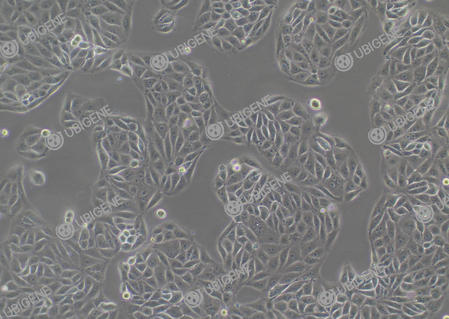 猪肾细胞(PK-15)细胞形态培养图