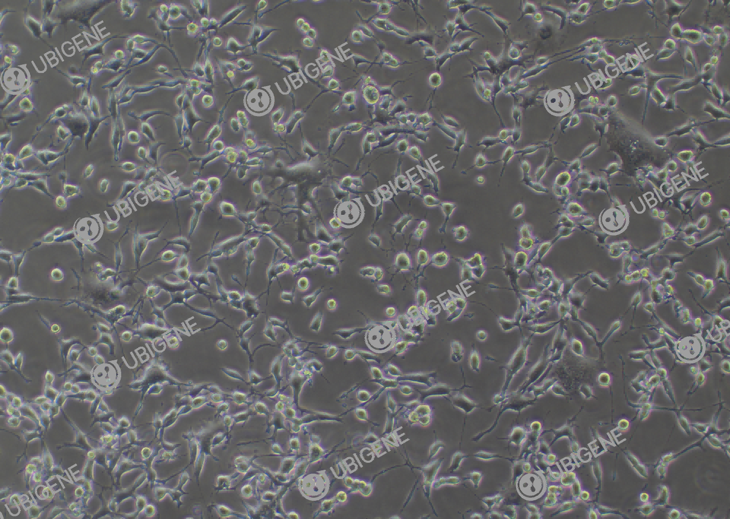 小鼠骨样细胞(MLO-Y4)细胞形态培养图