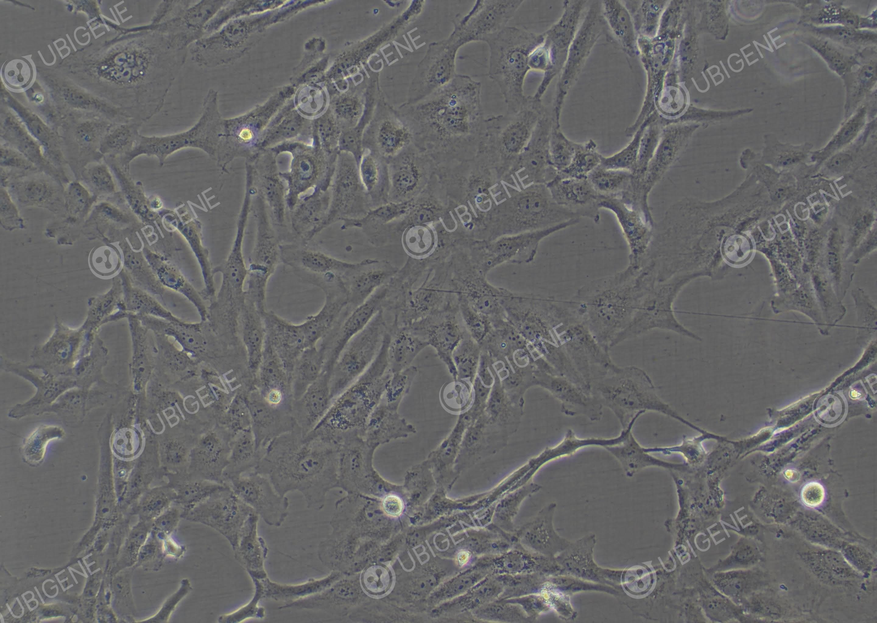 人支气管上皮细胞(BEAS-2B-Luc)-BEAS-2B-Luc