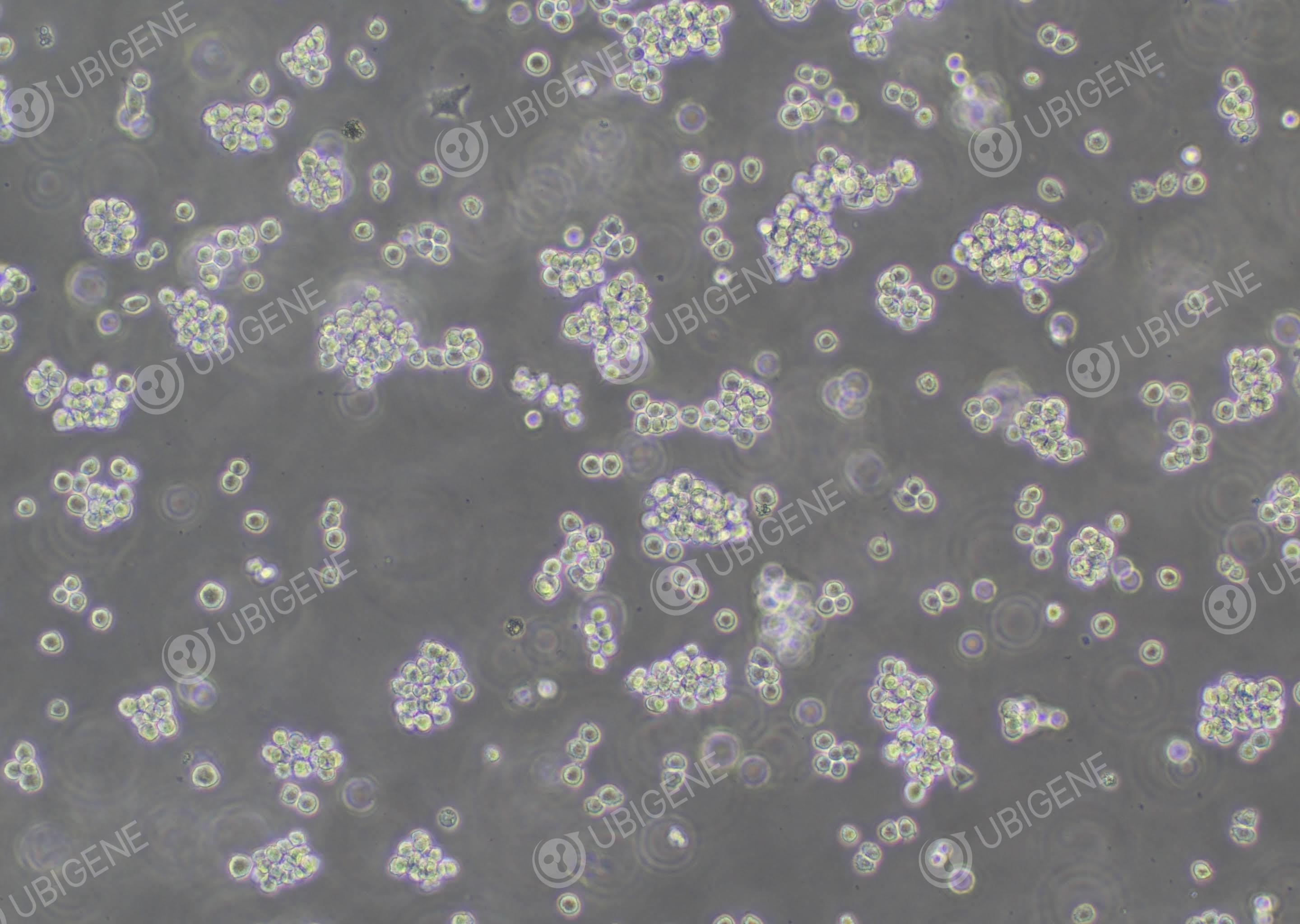人单核细胞(THP-1-Luc)-THP-1-Luc