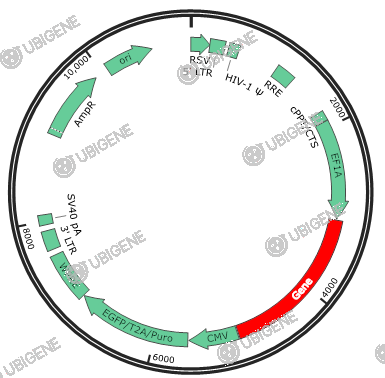 MARK2 Stable Expression Cell Line (HFF-1)-质粒图0