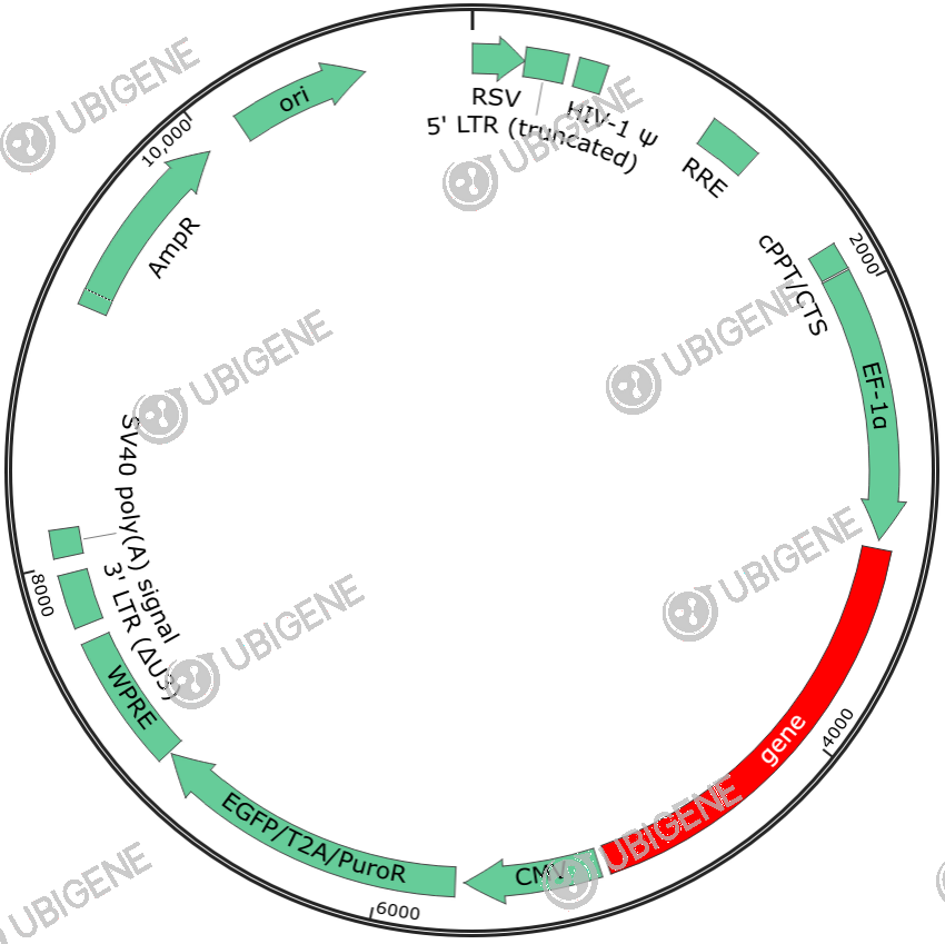 SIRT3 Stable Expression Cell Line (NCI-H716)-质粒图0