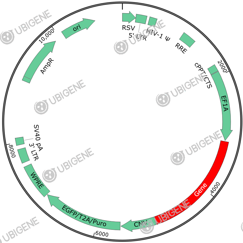 MAPRE1 Stable Expression Cell Line (293T)-质粒图0