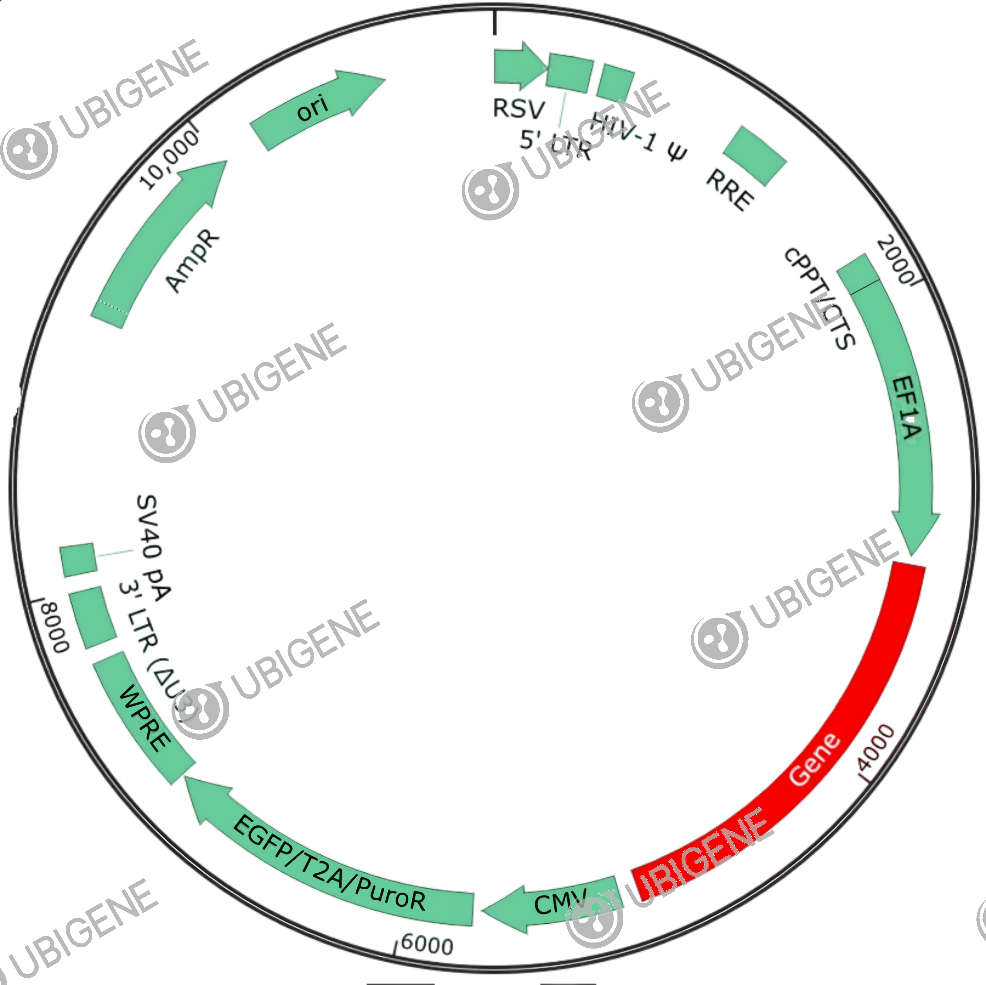 CD9 Stable Expression Cell Line (LN-229)-质粒图0