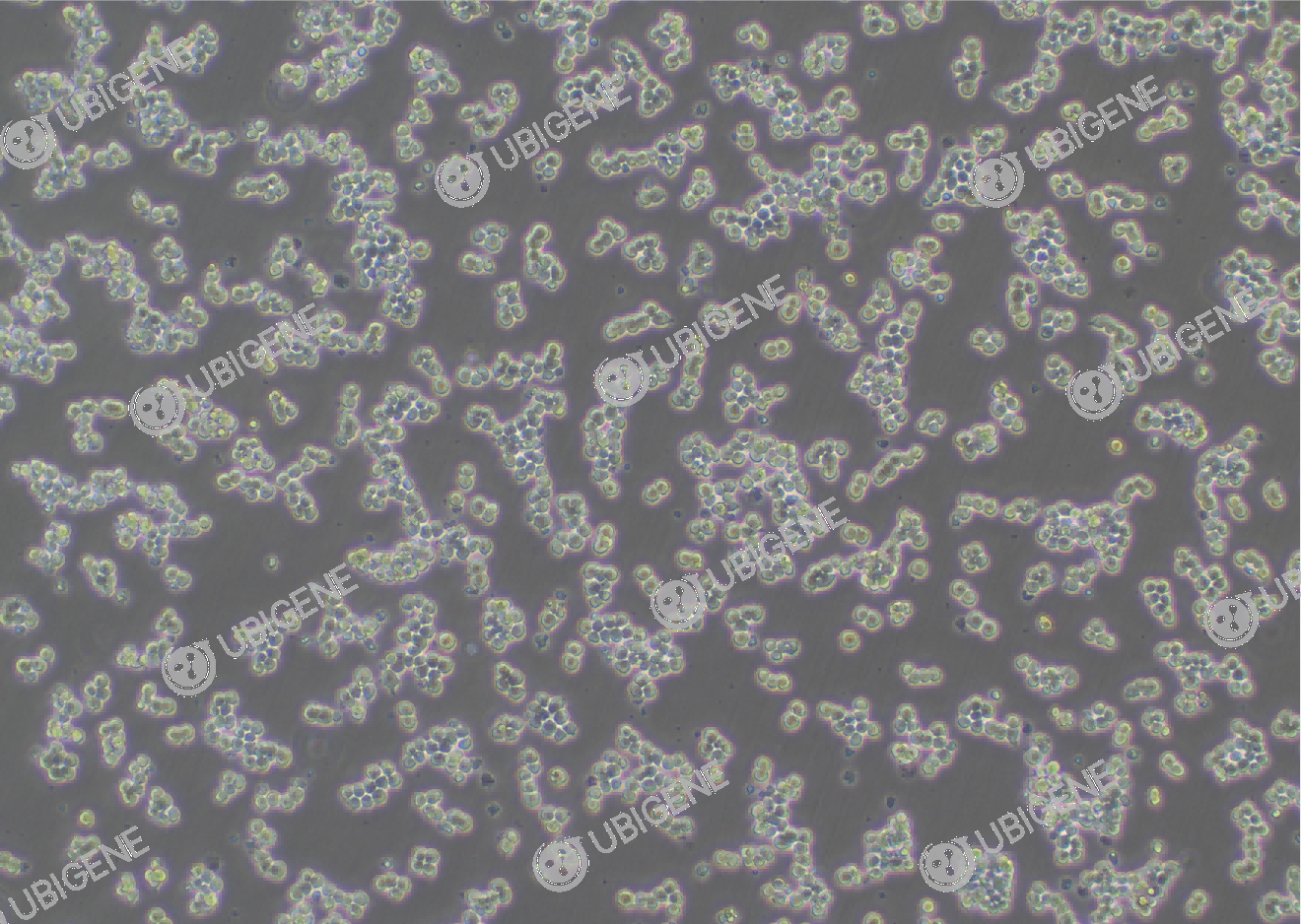 Sgk1 Stable Expression Cell Line (RAW 264.7)-细胞图1