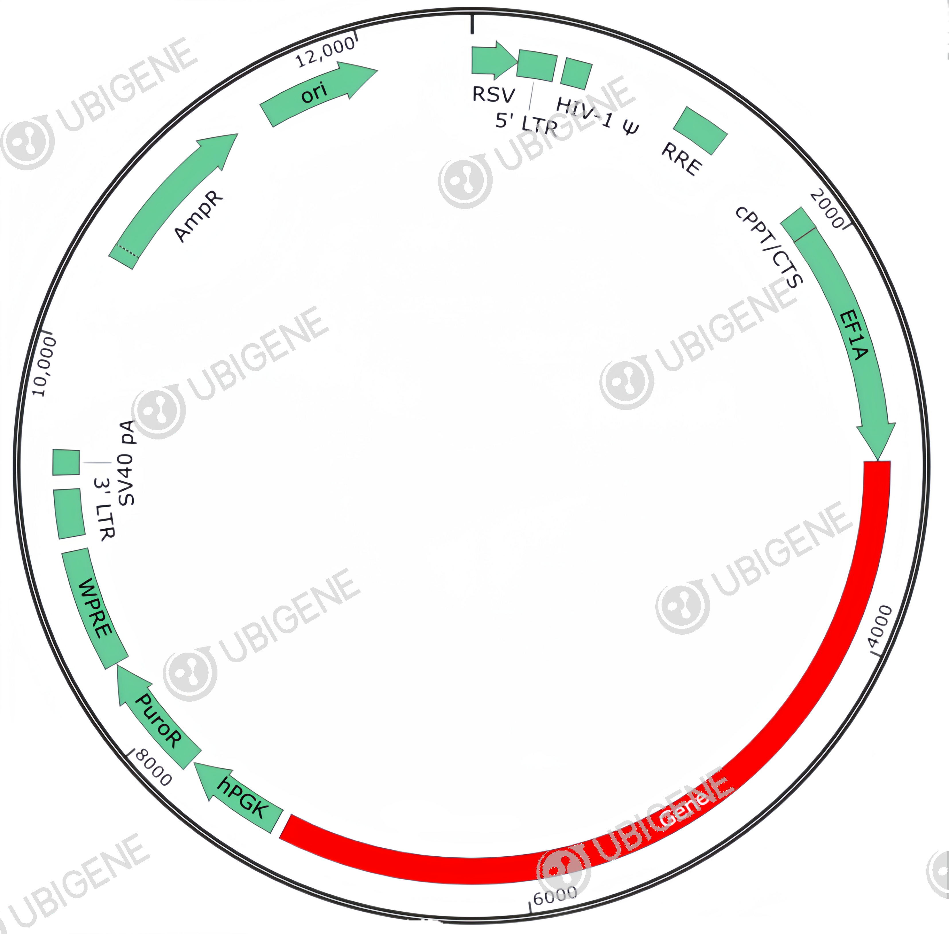 CALCA Stable Expression Cell Line (HCE-T)-质粒图0