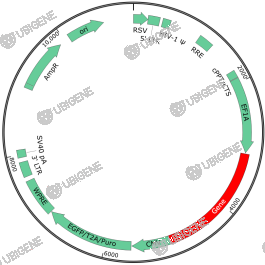 ARHGEF18 Stable Expression Cell Line (IPSC)-质粒图0