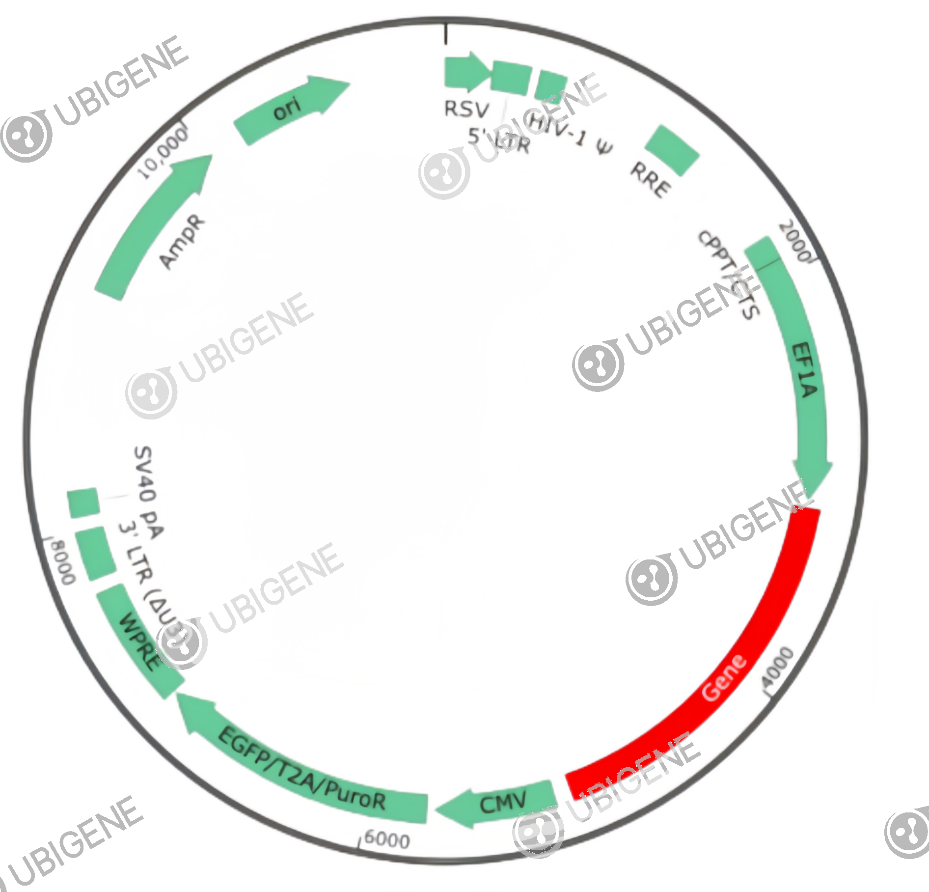 CYP11B2 Stable Expression Cell Line (V79)-质粒图0