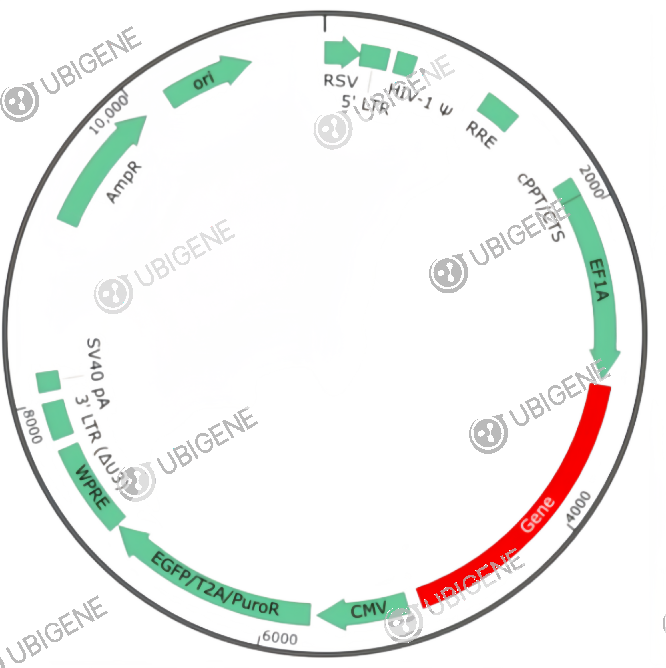 CYP11B1 Stable Expression Cell Line (V79)-质粒图0