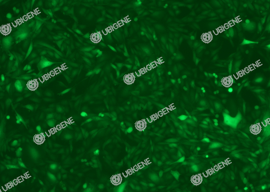 CYP11B1 Stable Expression Cell Line (V79)-细胞图0