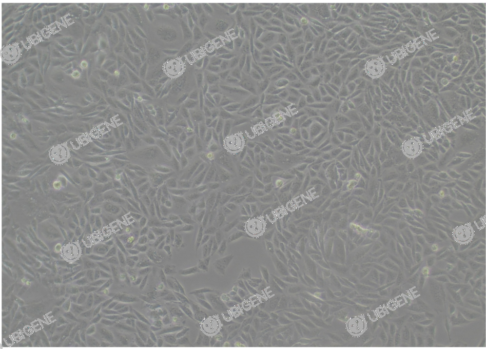 USP10 Stable Expression Cell Line (HEK293)-细胞图0