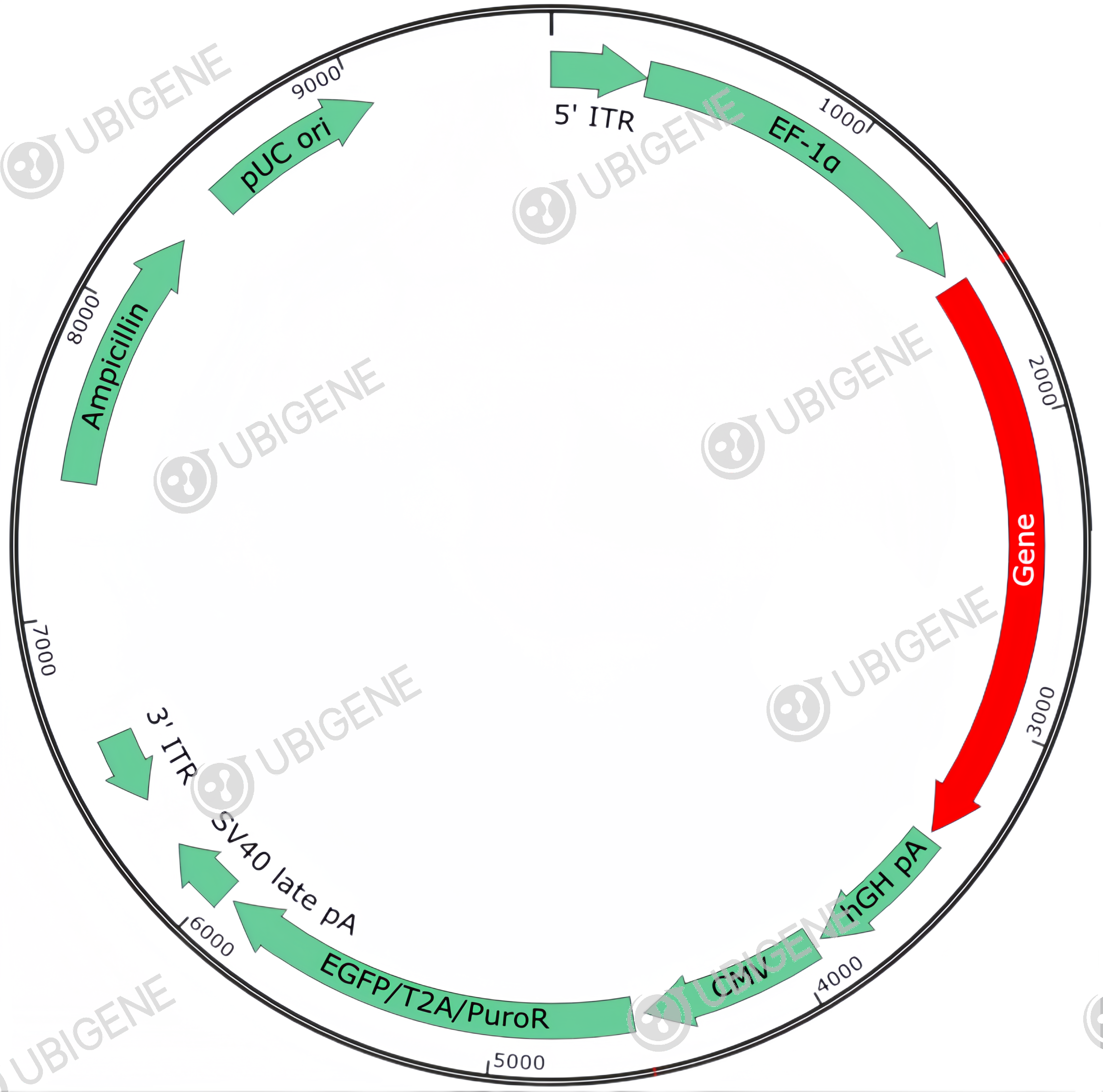 TET1 Stable Expression Cell Line (K-562)-质粒图0