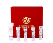 高效能单克隆基因型鉴定试剂盒(免抽提)