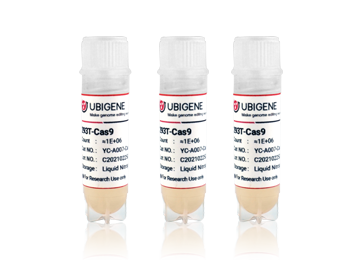 人急性髓系白血病细胞(OCI-Aml-3-CAS9)