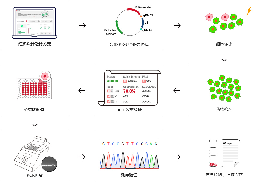 基因敲除细胞服务流程及质量控制