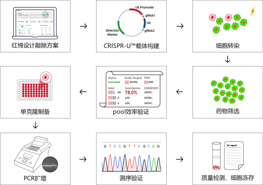 基因敲除细胞服务流程及质量控制