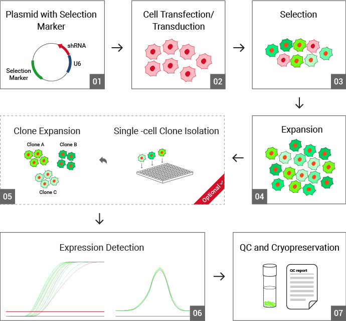 基因干扰细胞服务流程及质量控制
