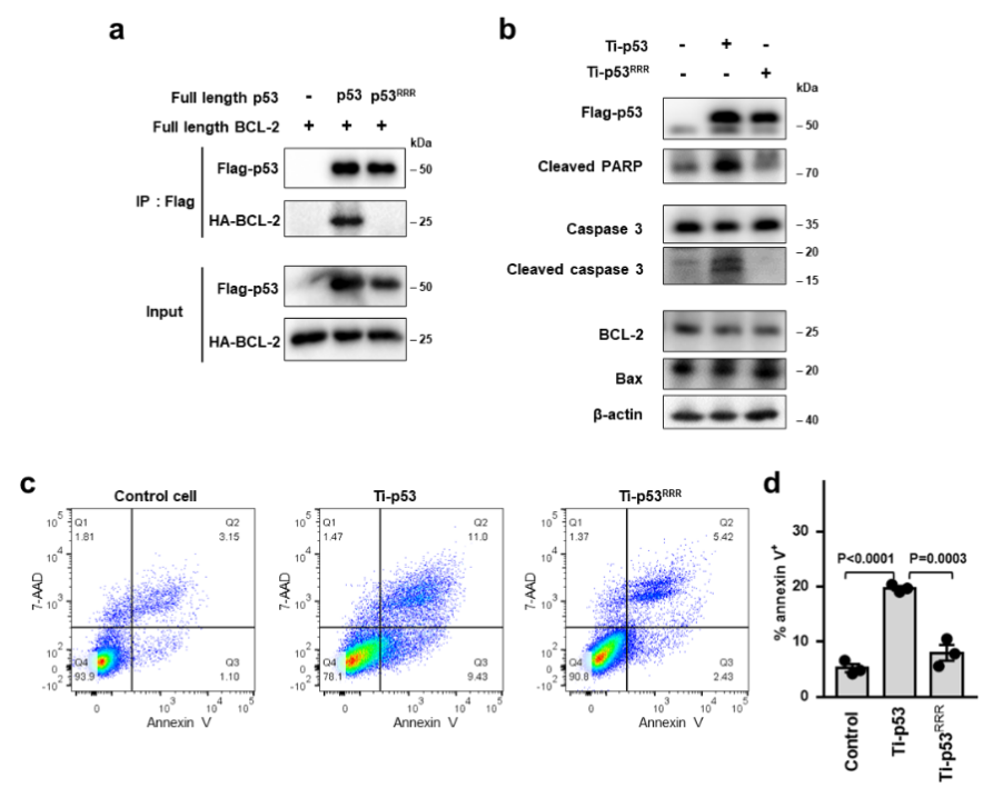 p53与BCL-2相互作用的突变会降低细胞凋亡