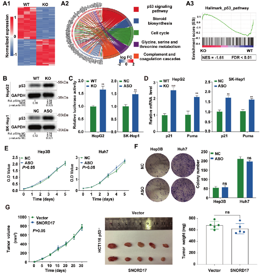 p53介导SNORD17对HCC细胞生长的影响