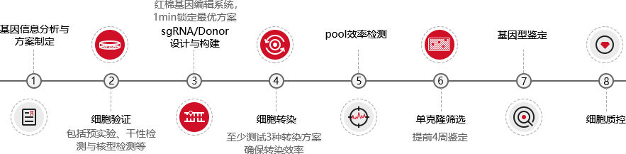 iPSC/ES基因编辑技术流程