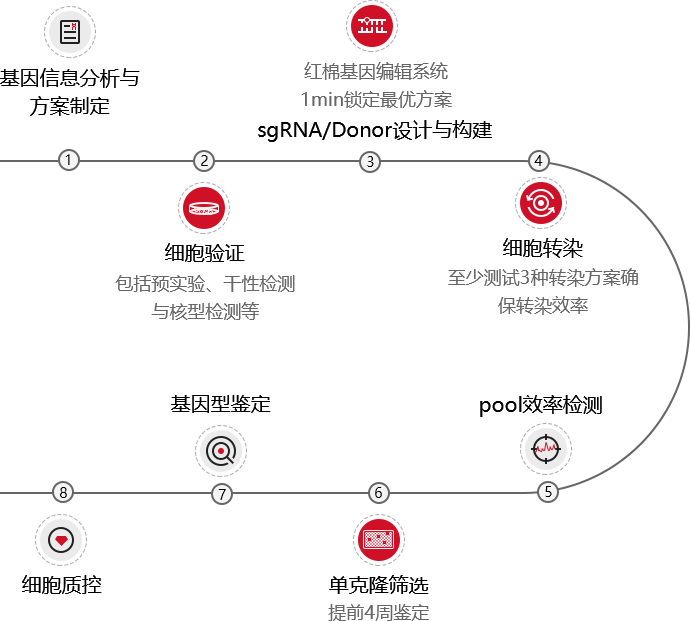 iPSC/ES基因编辑技术流程