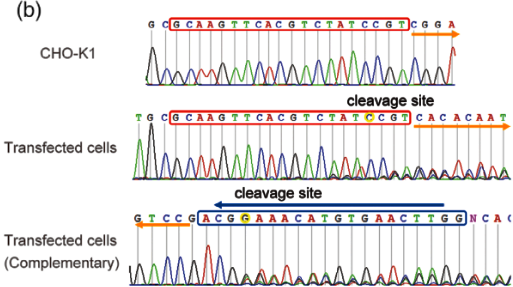 （b） sgRNA打靶Ctsd基因2号外显子。对序列进行双向分析。