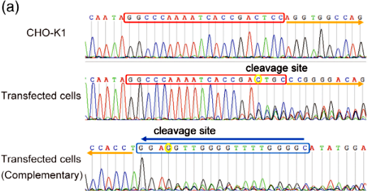 （a）sgRNA打靶Anxa2基因的4号外显子。对序列进行双向分析。