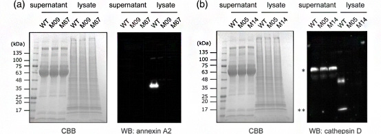 用SDS-PAGE和WB分析鉴定CHO基因敲除细胞株的蛋白表达。