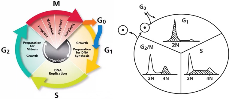 细胞周期示意图图片
